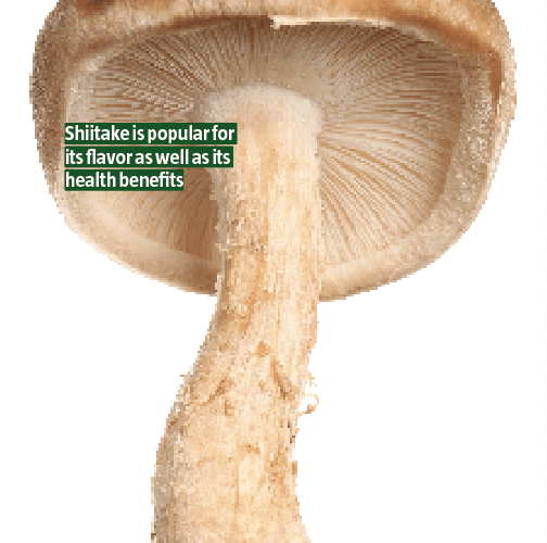 The fascia revolution: What you need to know about your body’s hidden network